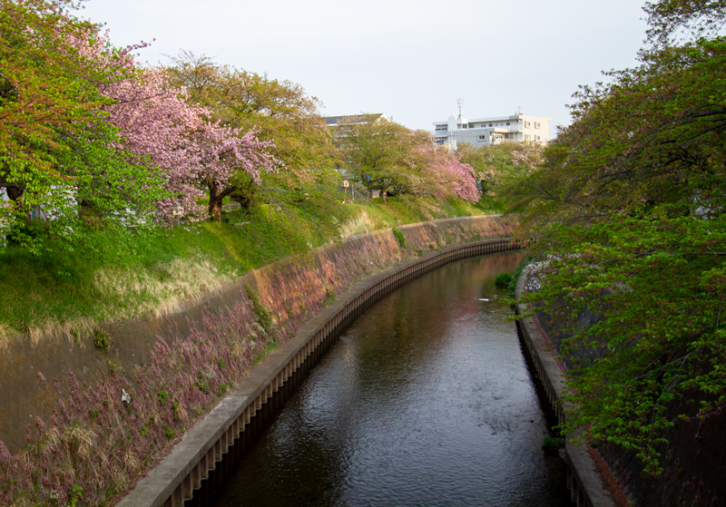 201904-mekujirigawa-027.jpg