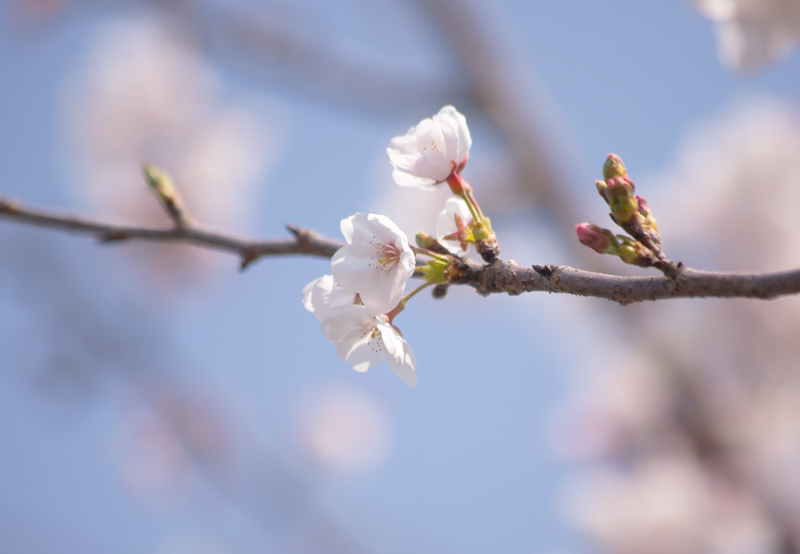 201904hikichigawa-008.jpg