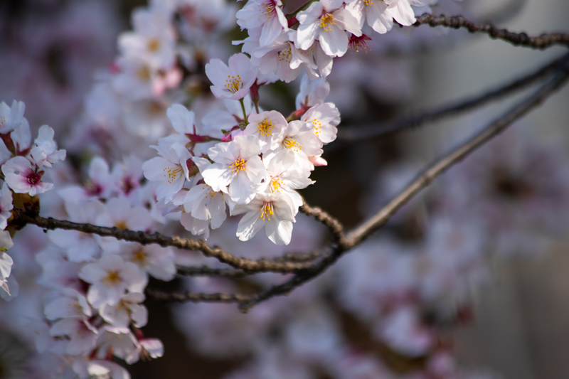 201904hikichigawa-012.jpg