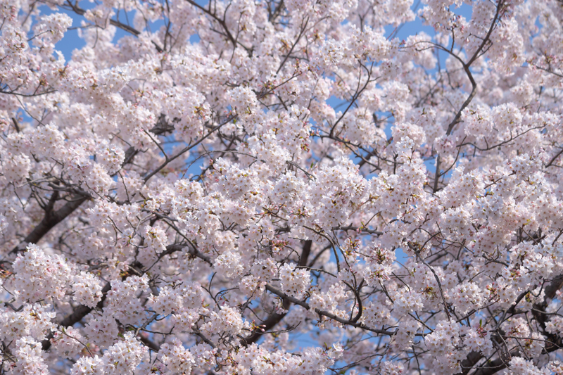 201904hikichigawa-014.jpg