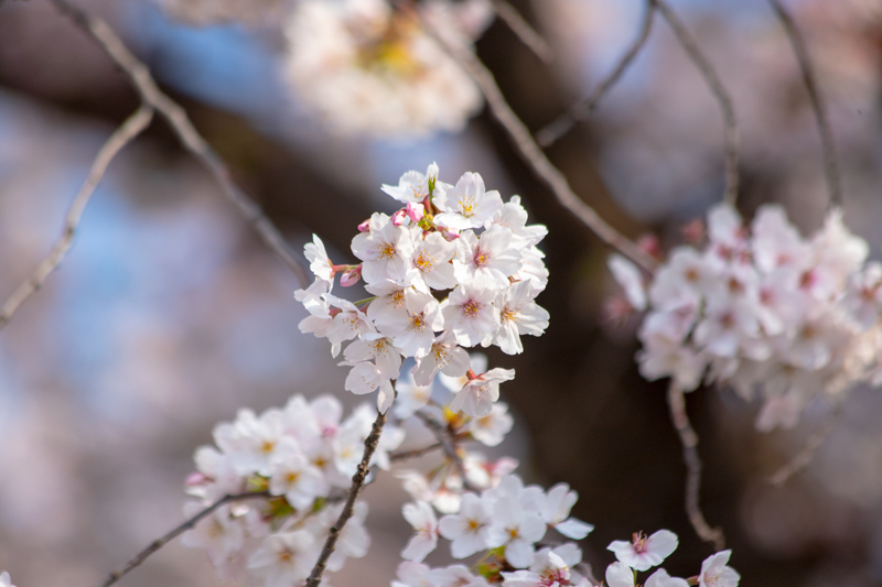 201904hikichigawa-015.jpg