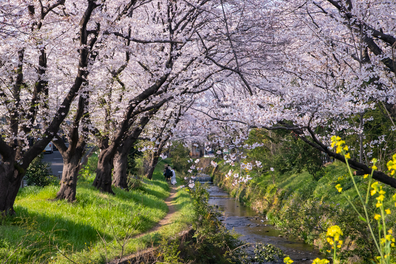 201904hikichigawa-017-2.jpg