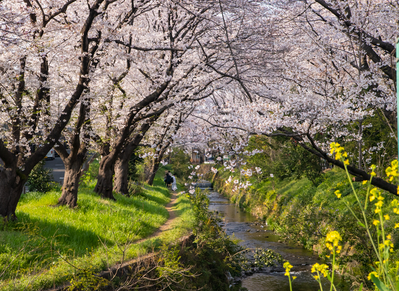 201904hikichigawa-017.jpg