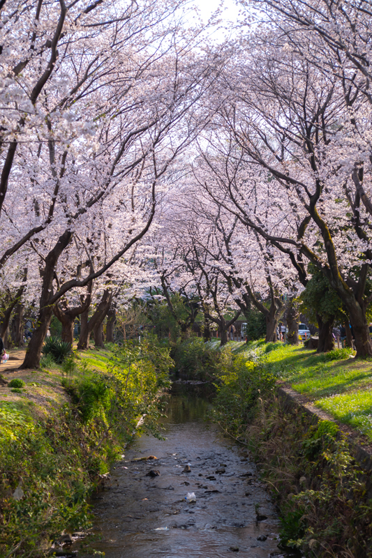201904hikichigawa-018.jpg