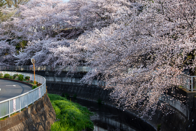 201904hikichigawa-019.jpg