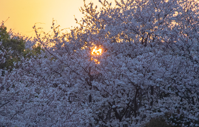 201904hikichigawa-024.jpg