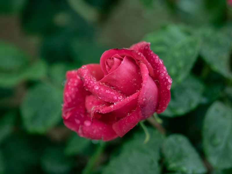 201905-019.jpg