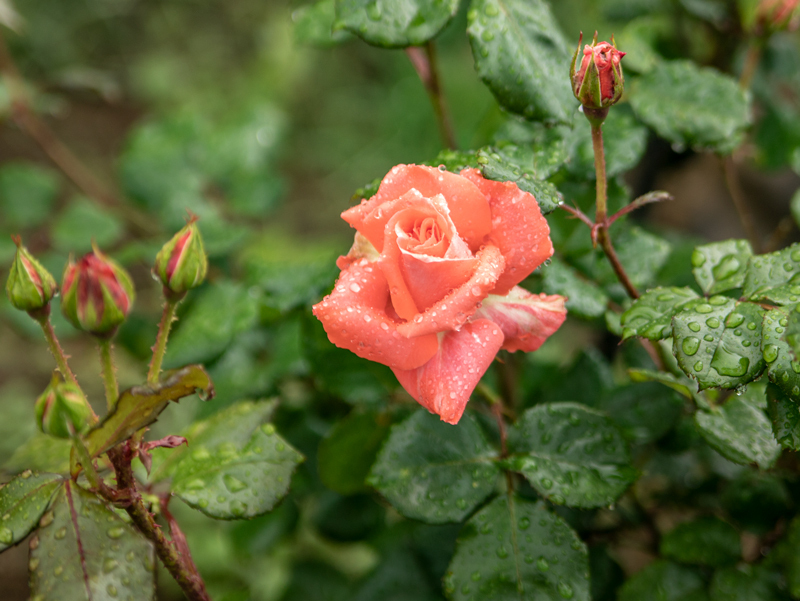 201905-021.jpg
