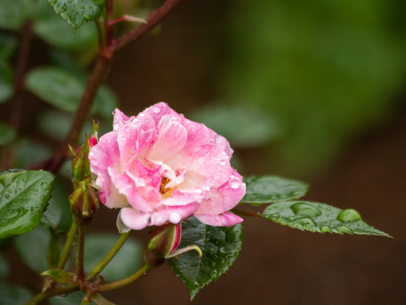 201905-024.jpg