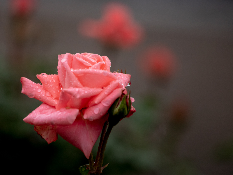201905-026.jpg
