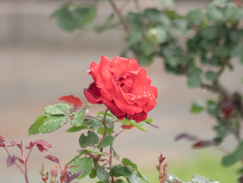 201905-027-2.jpg