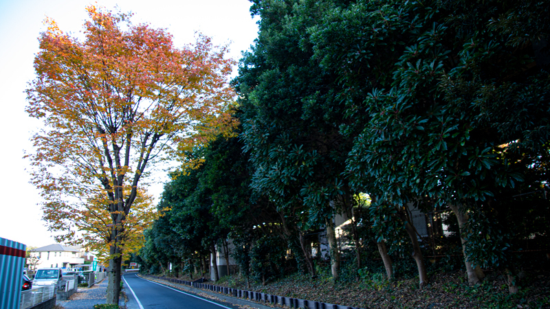 202011-4-chigasaki-enoshima004.jpg