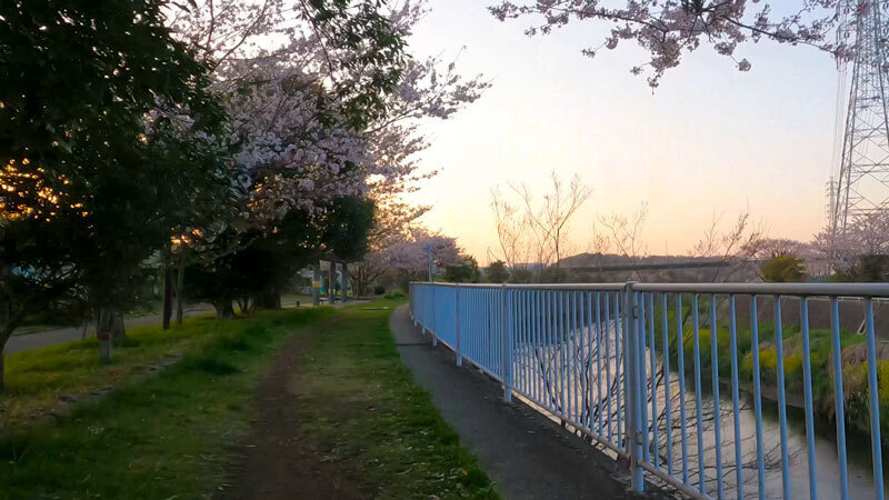 2022.04sakura-1.jpg