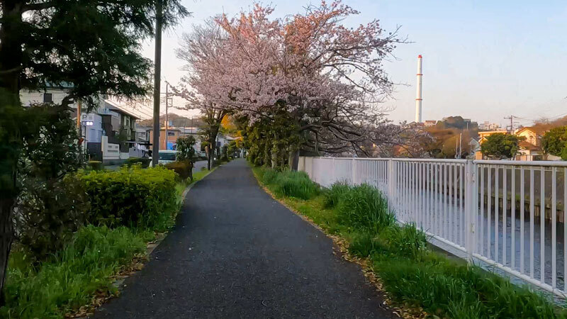 2022.04sakura-3.jpg