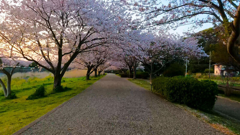 2022.04sakura-4.jpg
