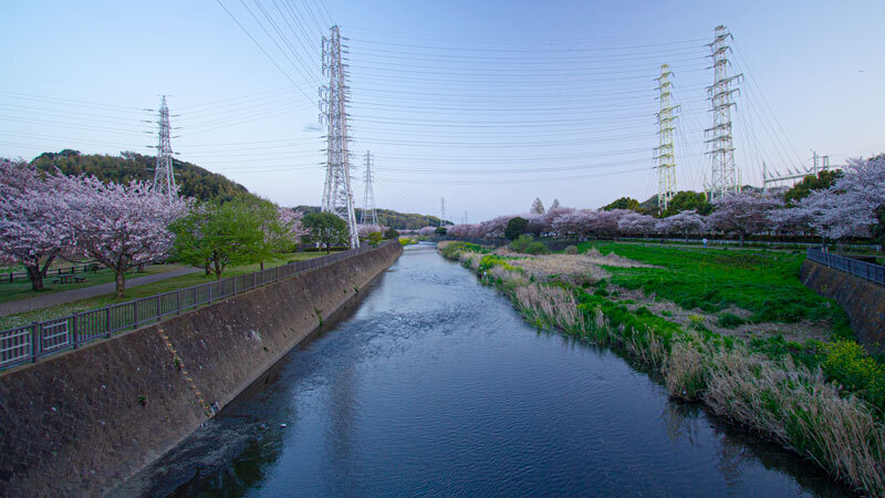 2022.04sakura-6.jpg