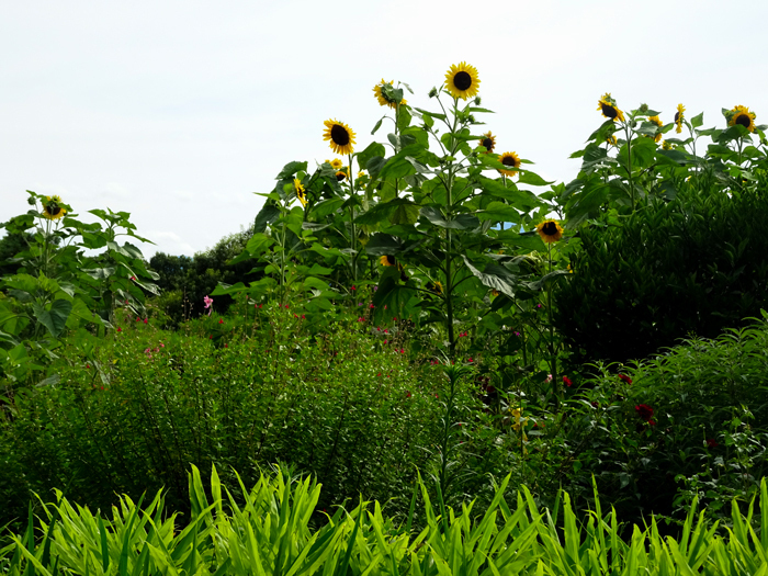 DSC02493.jpg