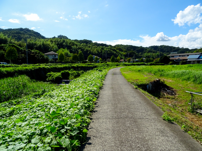 DSC04352.jpg