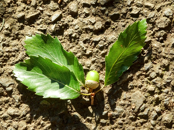 DSC04431.jpg