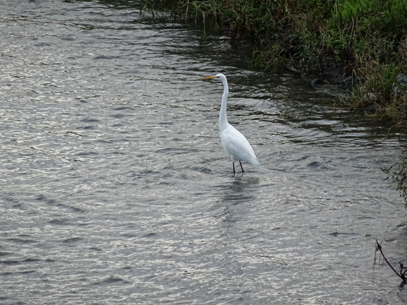 DSC05830.jpg