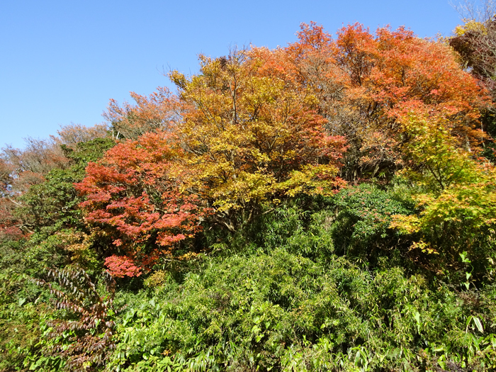 DSC07532.jpg