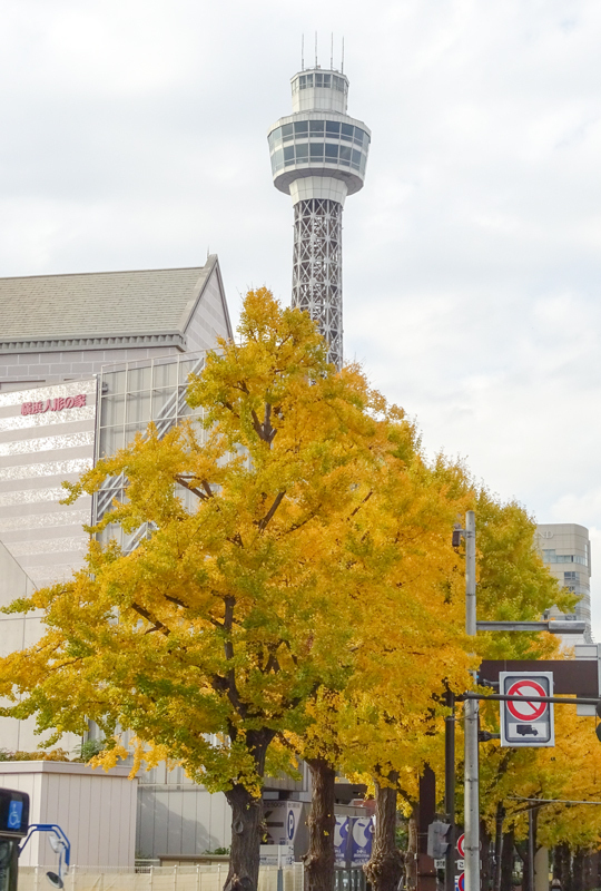 yokohamakamakura161125011-1.jpg